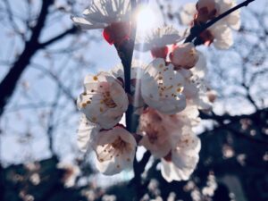 RENAȘTEREA - Programul reinventării tale