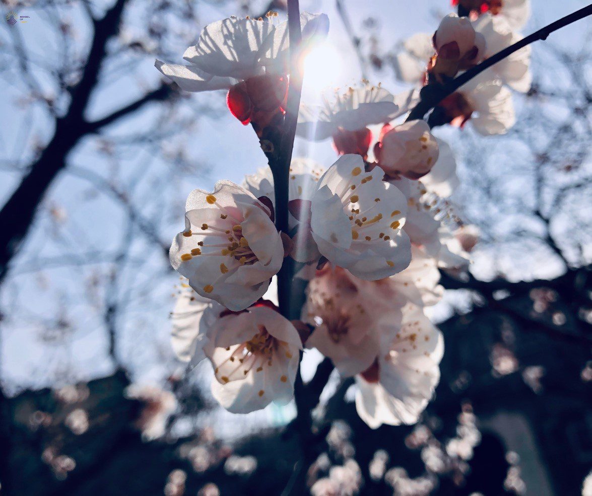 RENAȘTEREA - Programul reinventării tale